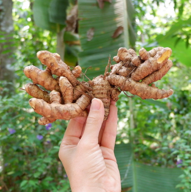 New spicy ideas for our Turmeric Latte blend...